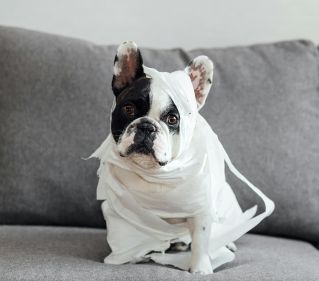 Adorable French Bulldog sitting on a couch, playfully wrapped in toilet paper indoors.